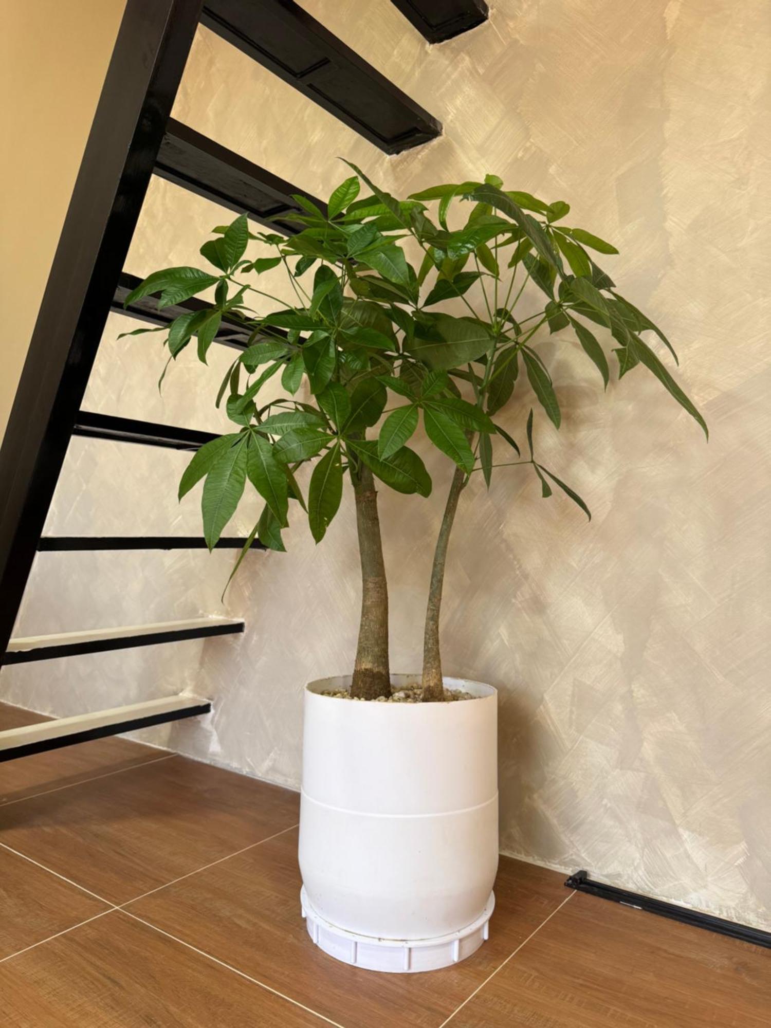 Hardin De Marbella Hotel El Nido Eksteriør billede